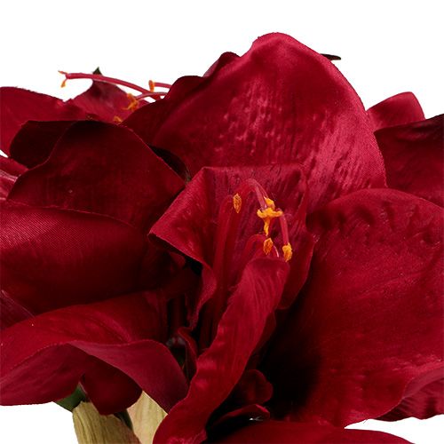 Floristik24 Amaryllis rosso scuro L 73 cm 2 pezzi