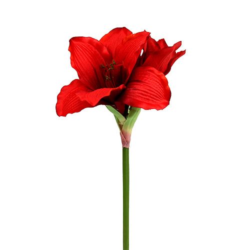 Floristik24 Amaryllis Red L 68cm 1pz