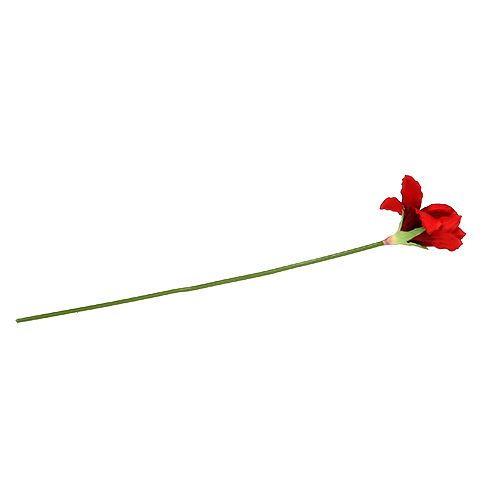 Floristik24 Amaryllis Red L 68cm 1pz