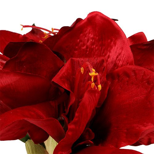 Floristik24 Amaryllis Red L 73cm 2 pezzi