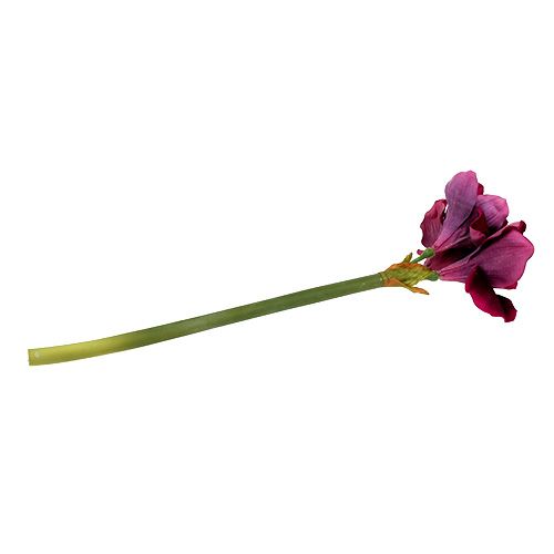 Floristik24 Amaryllis con velluto erica 60cm