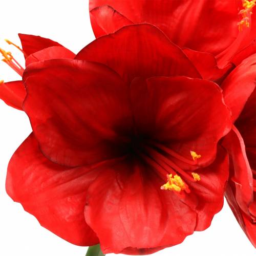 Prodotto Amaryllis rosso 75cm