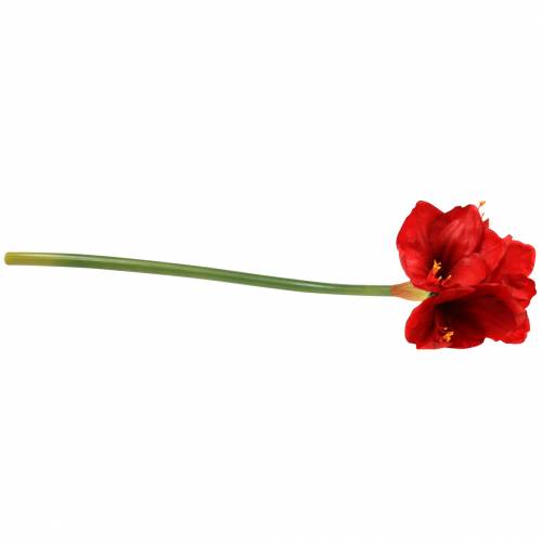 Prodotto Amaryllis rosso 75cm