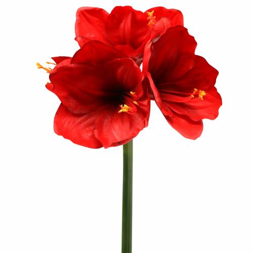 Floristik24 Amaryllis rosso 75cm