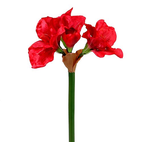 Floristik24 Amaryllis rosso scuro 72,5 cm
