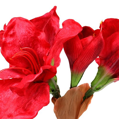 Floristik24 Amaryllis rosso scuro 72,5 cm