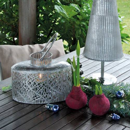 Floristik24 Lampadina Amaryllis Borgogna artificiale H12.5cm 3pz