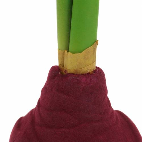 Floristik24 Tubero di Amaryllis con gemme Artificiale 30cm Borgogna