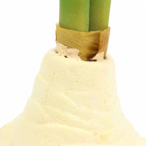 Floristik24 Amaryllis tubero con boccioli Bianco artificiale H30cm