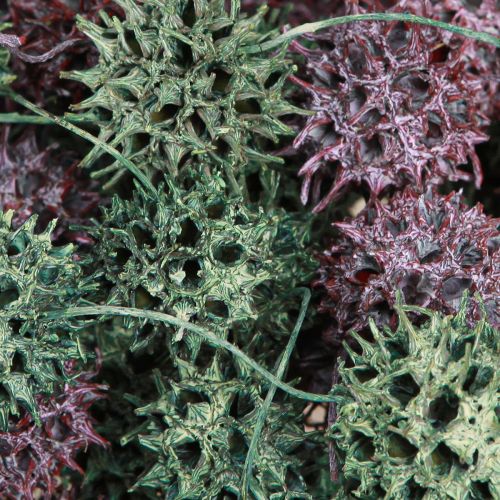 Prodotto Decorazione coni albero ambrato decorazione naturale satinata bacca verde 500g