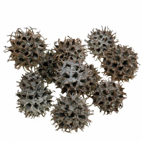 Floristik24 Coni Sweetgum nature washed bianco 250g