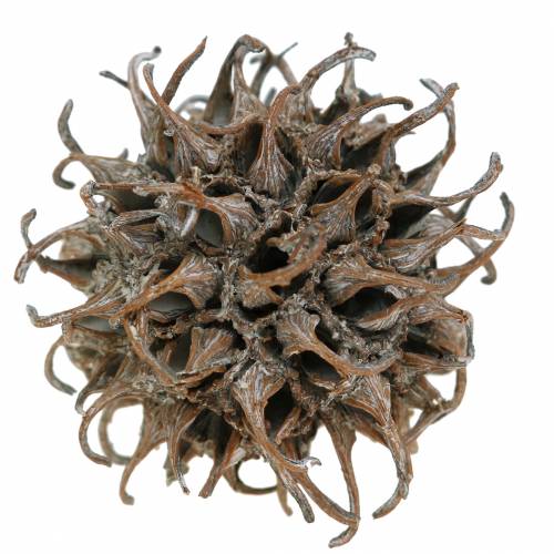 Prodotto Coni Sweetgum nature washed bianco 250g