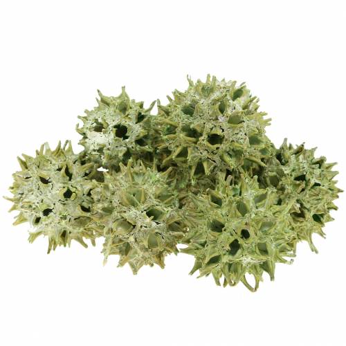 Floristik24 Coni Sweetgum verde satinato 250g