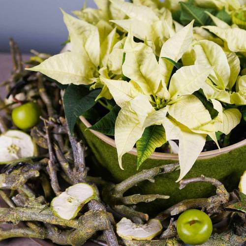 Floristik24 Mini verde mela Ø3,5cm 36p
