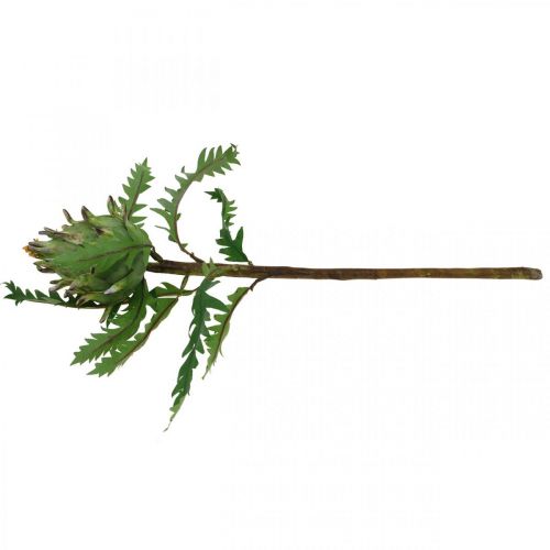 Prodotto Carciofo Carciofo Verde Deco Autunno Ø7.5cm H43cm