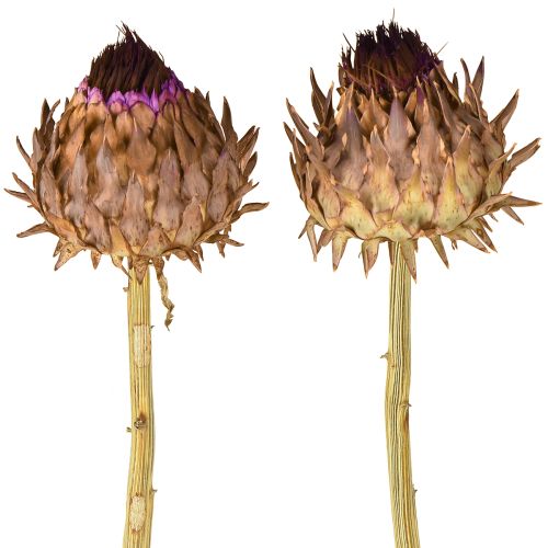 Floristik24 Fiori di carciofo carciofo essiccato Cynara Ø9cm 16 pz