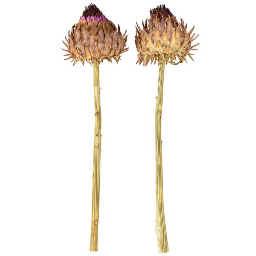 Prodotto Fiori di carciofo carciofo essiccato Cynara Ø9cm 16 pz