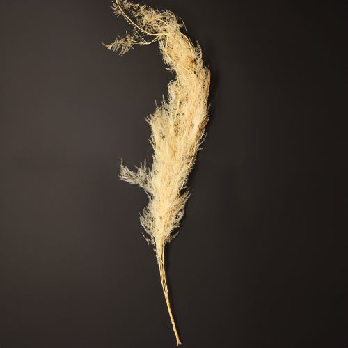 Prodotto Asparagi secchi ornamentali asparagi albicocca 90cm 5 pezzi
