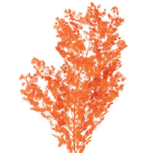 Ramo di fiori di asparago essiccati, asparago ornamentale tinto, 65 cm, 80 g