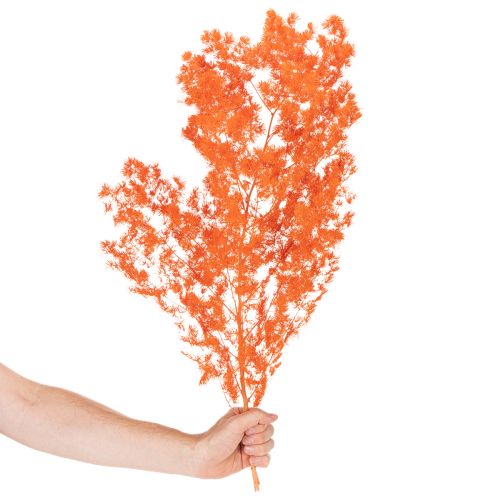 Ramo di fiori di asparago essiccati, asparago ornamentale tinto, 65 cm, 80 g | Floristik24.it