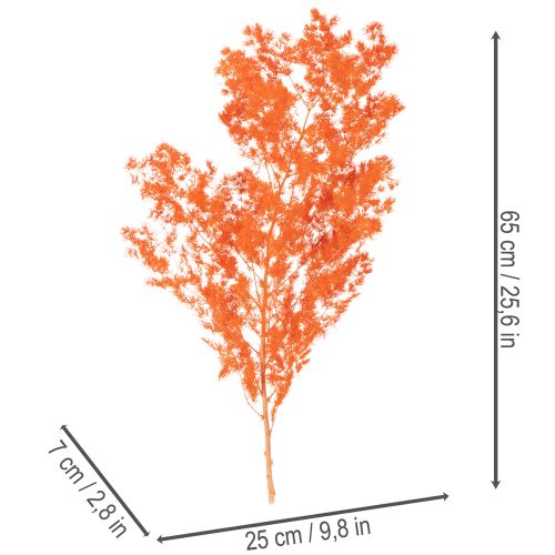 Ramo di fiori di asparago essiccati, asparago ornamentale tinto, 65 cm, 80 g | Floristik24.it