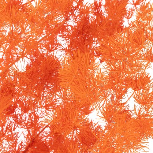 Ramo di fiori di asparago essiccati, asparago ornamentale tinto, 65 cm, 80 g | Floristik24.it
