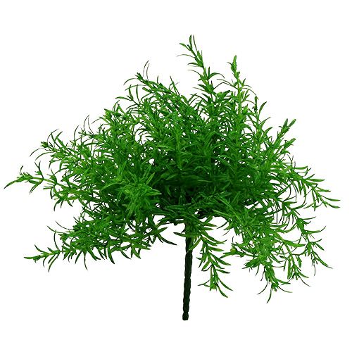 Floristik24 Cespuglio di asparagi verde 25 cm