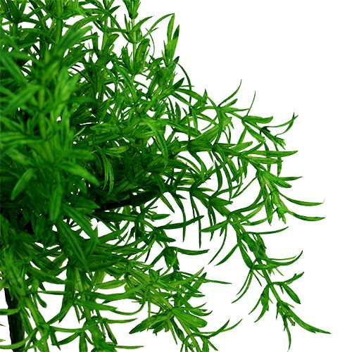 Floristik24 Cespuglio di asparagi verde 25 cm