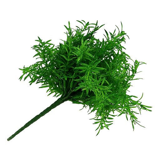 Floristik24 Cespuglio di asparagi verde 25 cm