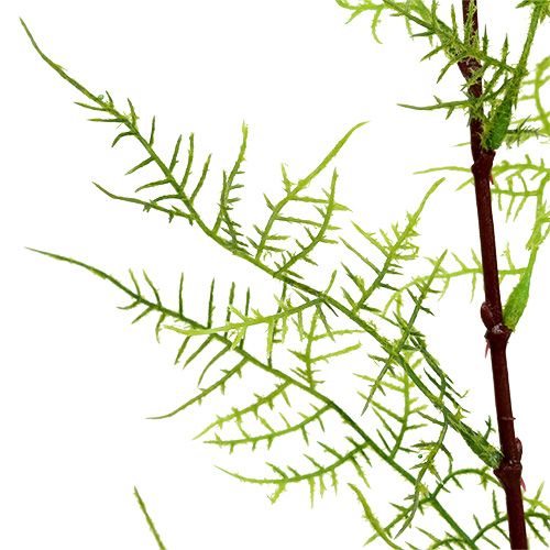 Floristik24 Ramo di asparagi 75cm verde 3pz