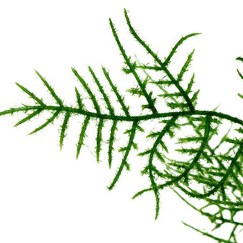 Floristik24 Ramo di asparagi 50 cm verde 5 pezzi