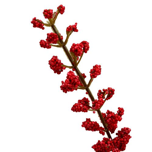Floristik24 Astilben cespuglio rosso 52cm