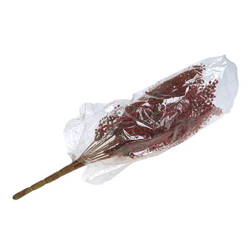 Floristik24 Astilben cespuglio rosso 52cm