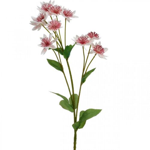 Prodotto Fiore di seta artificiale Astrania grande Masterwort bianco rosa L61cm