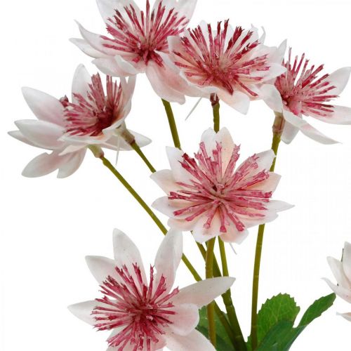 Prodotto Fiore di seta artificiale Astrania grande Masterwort bianco rosa L61cm