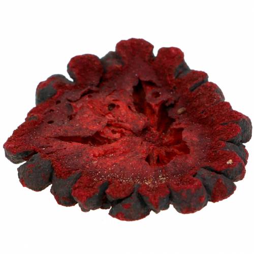 Floristik24 Fette di frutta decorative Ata frutta rossa 1kg