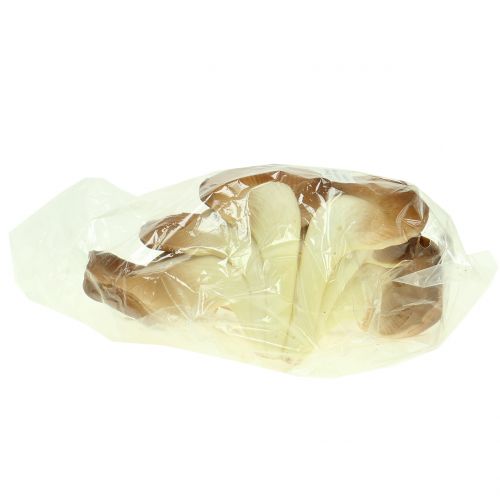 Floristik24 Fungo ostrica fungo decorativo marrone 12 cm x 19 cm