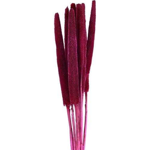 Miglio perlato, canna babala, miglio rosa 70 cm 10 pezzi