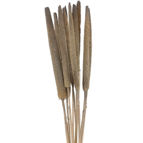 Prodotto Miglio perlato, babala di canna, miglio verde 70 cm 10 pz