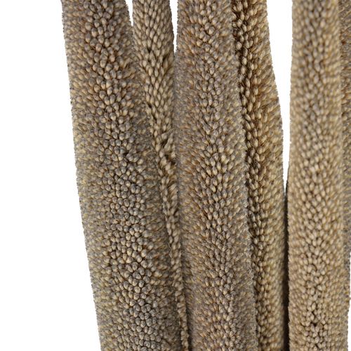 Prodotto Miglio perlato, babala di canna, miglio verde 70 cm 10 pz