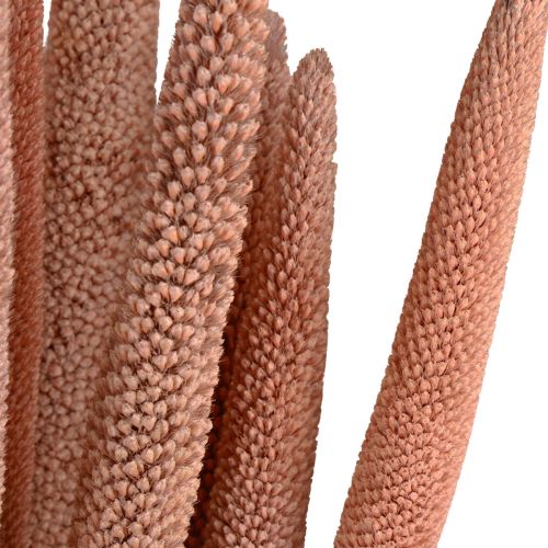 Prodotto Miglio perlato, canna babala, miglio rosso marrone 70 cm 10 pz