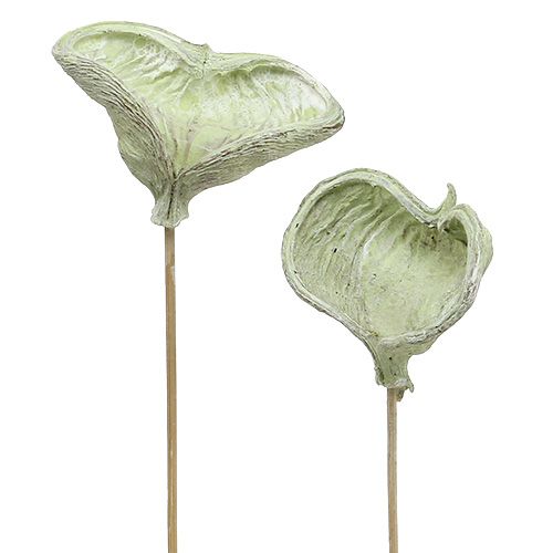 Floristik24 Badam su stecco decorazione naturale verde lavato bianco 25 pezzi