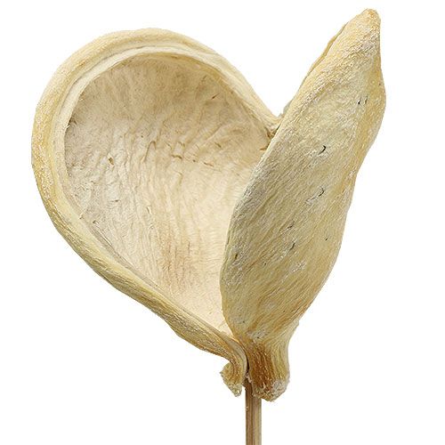 Floristik24 Badam su bastone sbiancato 6 cm - 12 cm L55 cm 23 pz