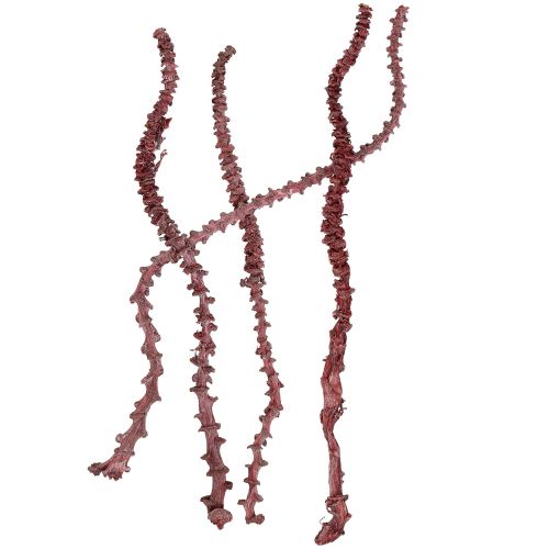 Prodotto Gambo di banana rosso, sbiancato 20 pz