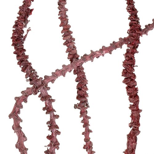 Prodotto Gambo di banana rosso, sbiancato 20 pz