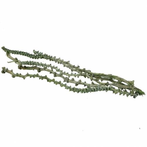 Floristik24 Banana Stem Dekoast Green, bianco lavato 20 pz