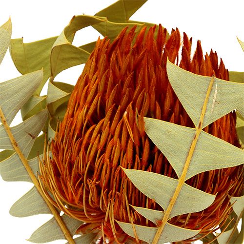 Banksia Baxterii Arancio 8pz
