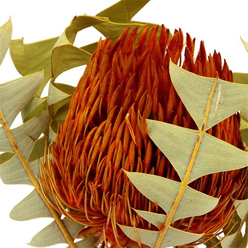 Floristik24 Banksia Baxterii Arancio 8 pz