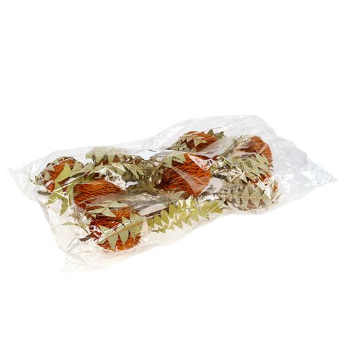 Floristik24 Banksia Baxterii Arancio 8 pz