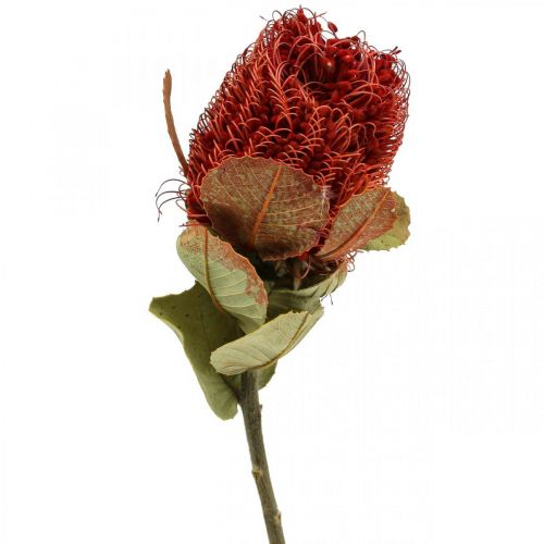 Banksia Baxteri Banksie Fiori secchi esotici rossi Confezione da 10